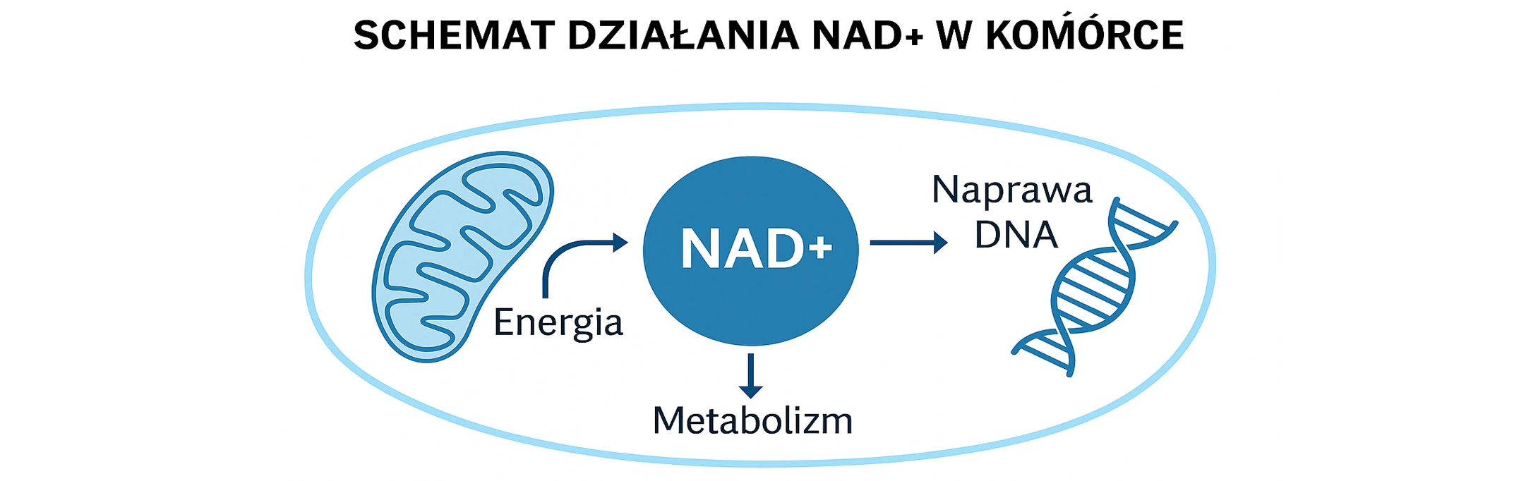 Schemat działania NAD+ w komórce